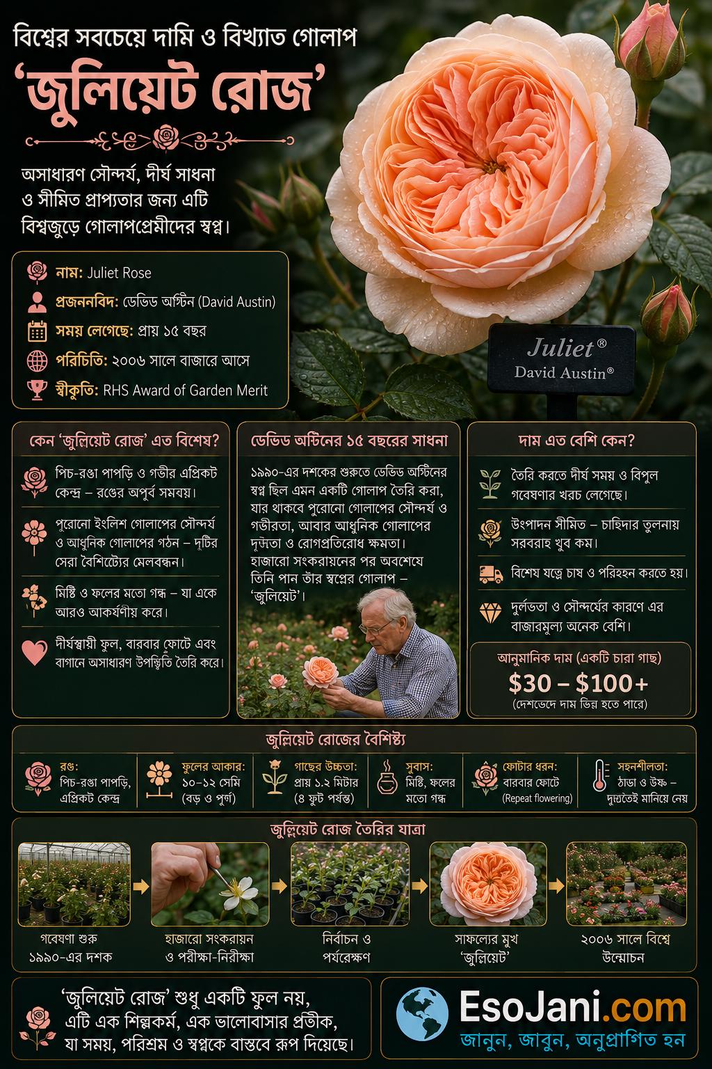 ‘জুলিয়েট রোজ’ বিশ্বের সবচেয়ে দামি ও বিখ্যাত গোলাপগুলোর একটি; এটি তৈরি করতে প্রজননবিদ ডেভিড অস্টিনের প্রায় ১৫ বছর সময় লেগেছিল, আর এর পিচ-রঙা পাপড়ি ও গভীর এপ্রিকট কেন্দ্র একে অনন্য সৌন্দর্য দিয়েছে।
